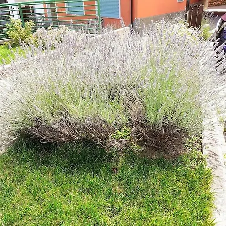 Comodo Bilocale In Centro, Piste Da Sci Frabosa Soprana